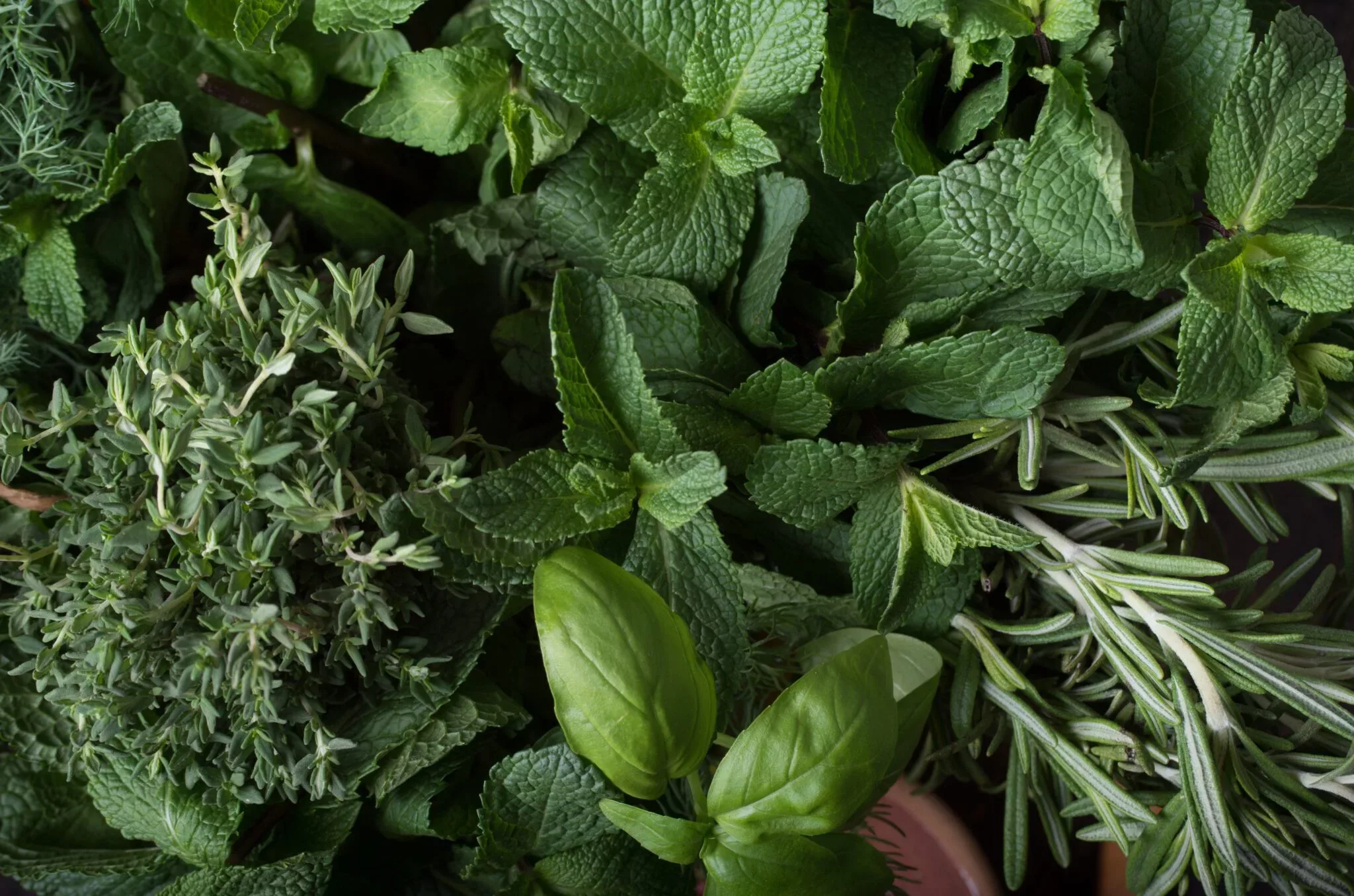 Everything You Need to Know About Fresh Herbs
