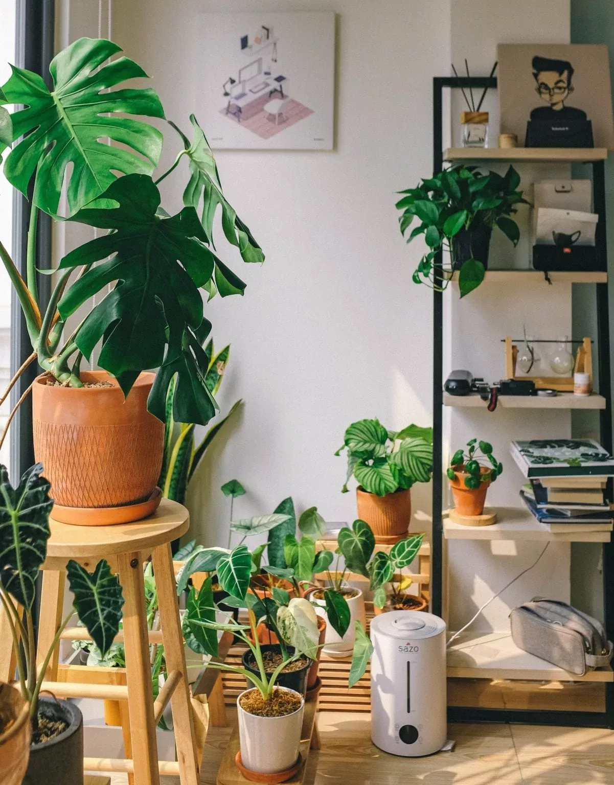 Shop for Houseplants at the Co-op