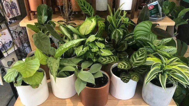 Bring Life Home With Indoor Plants