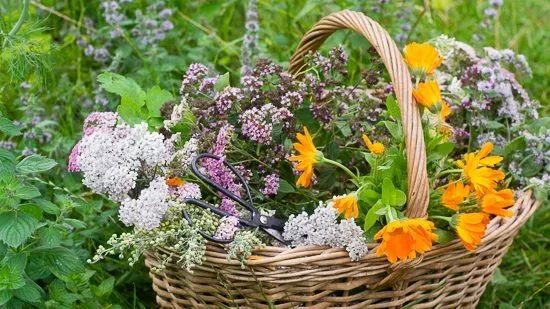 Grow and Forage Medicinal Herbs