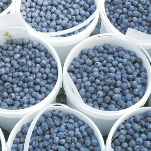 blueberries hopewell farm