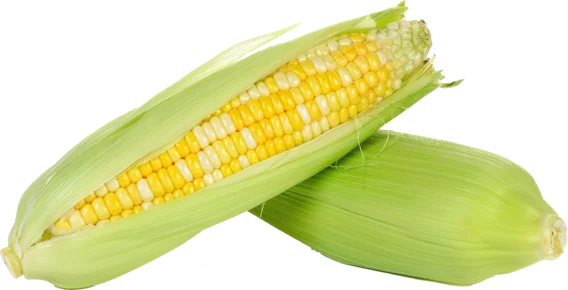 organic bicolor corn