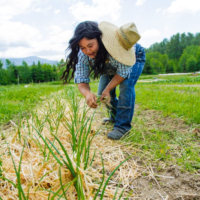 The owner of Flynn Farms harvests green onions in the middle of a field while wearing a large sun hat.