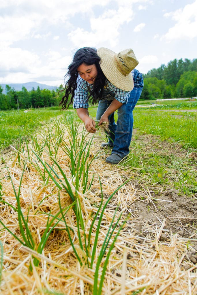 The owner of Flynn Farms harvests green onions in the middle of a field while wearing a large sun hat.