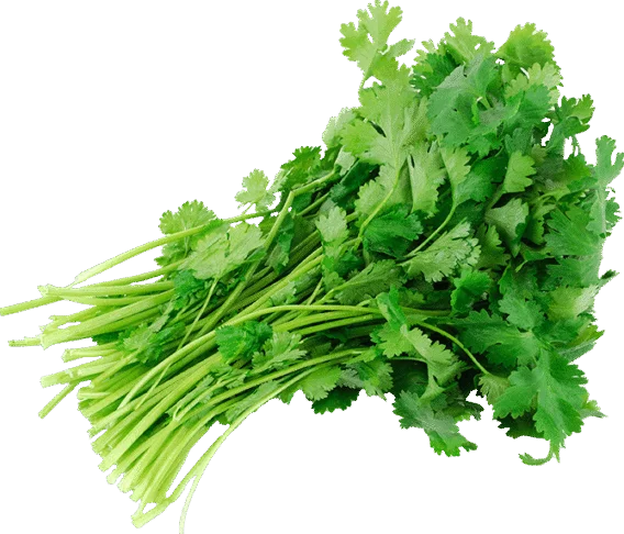 organic cilantro