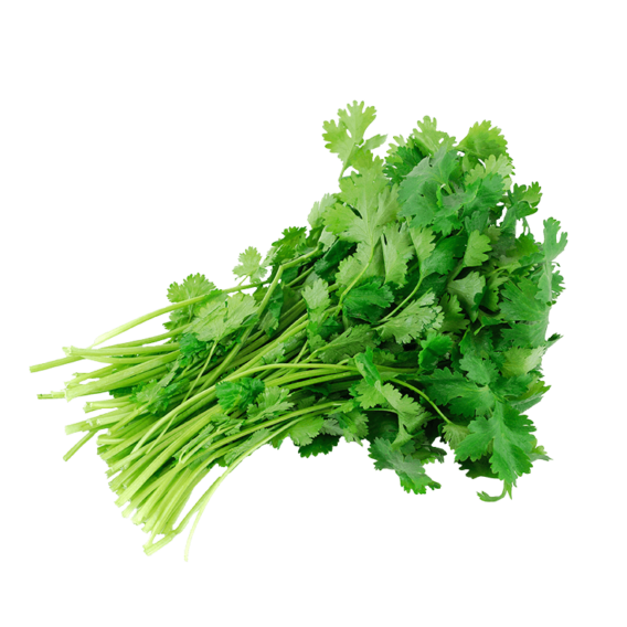 organic cilantro
