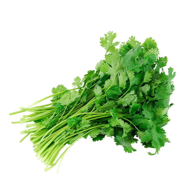 organic cilantro