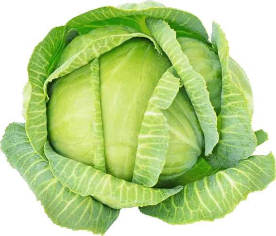 organic green cabbage