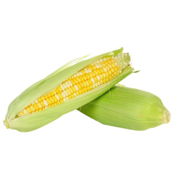 organic bicolor corn