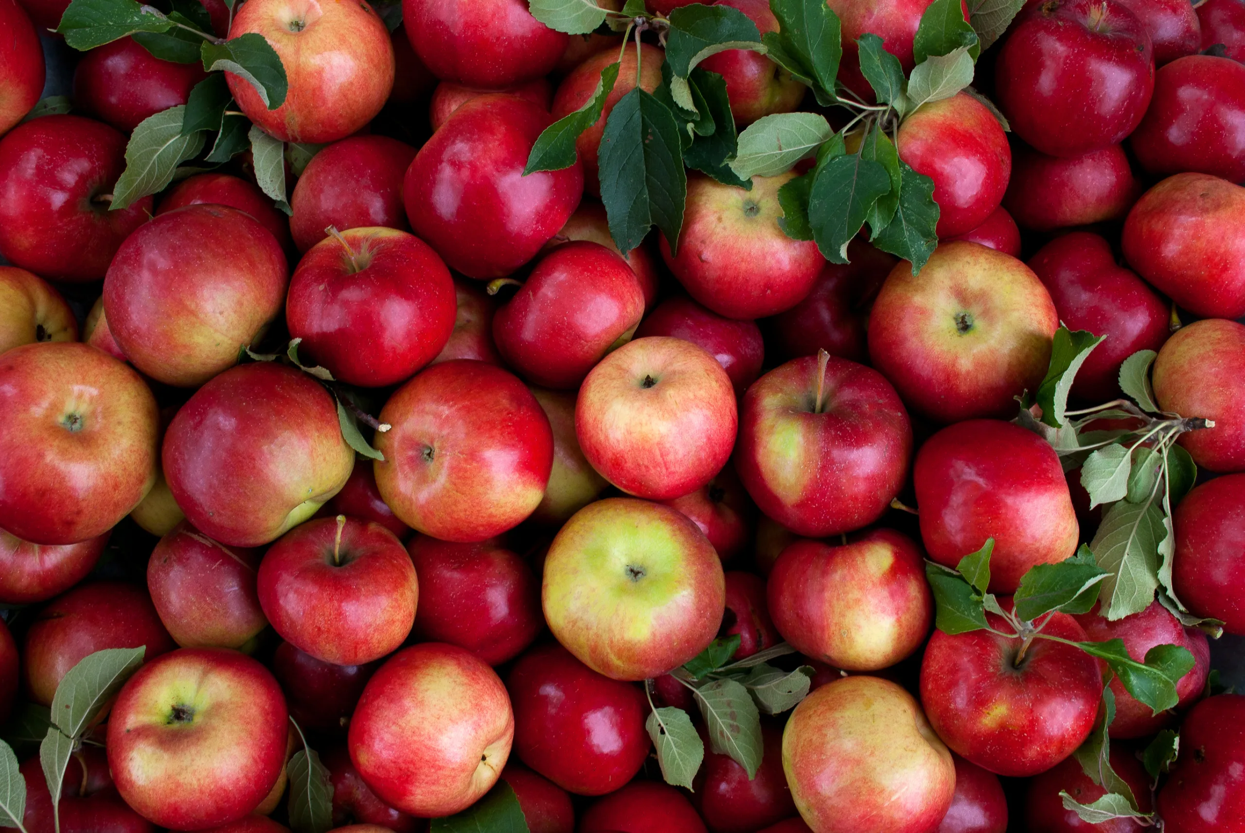 red apples bunch