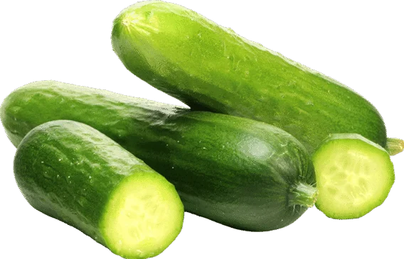 Cucumber Persian
