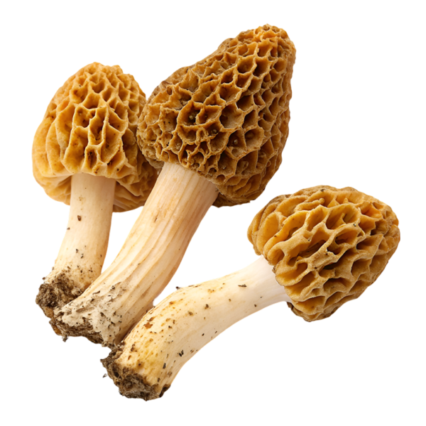 Foraging for Edible and Medicinal Mushrooms