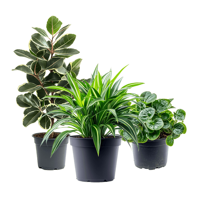 Indoor Plants- Community Food Coop