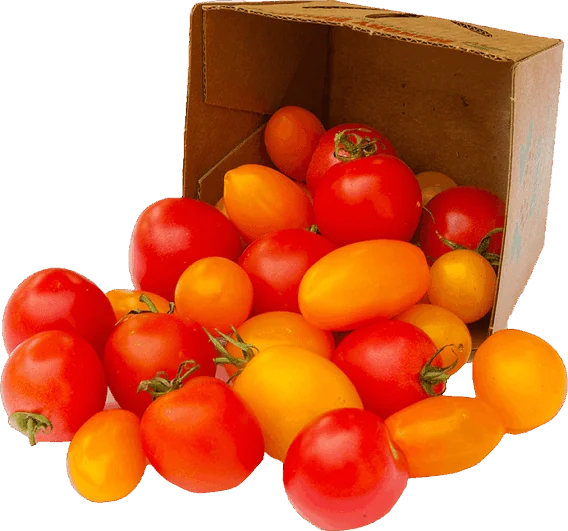 organic pint tomatoes